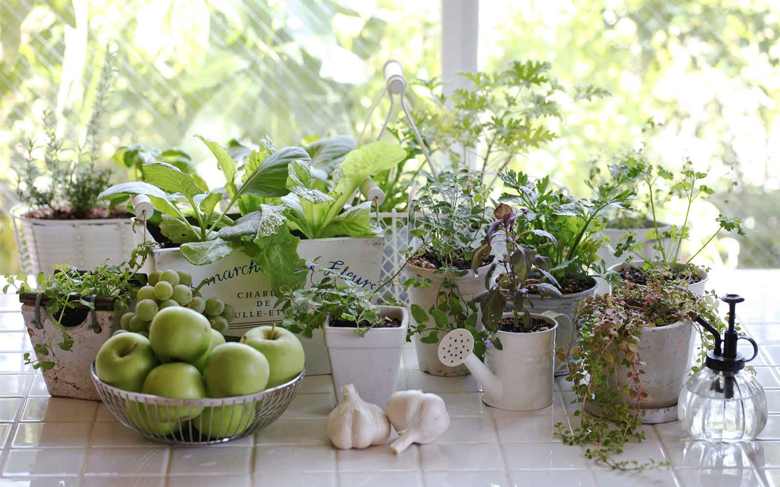 Indoor Gardening: What You Need to Know to Begin