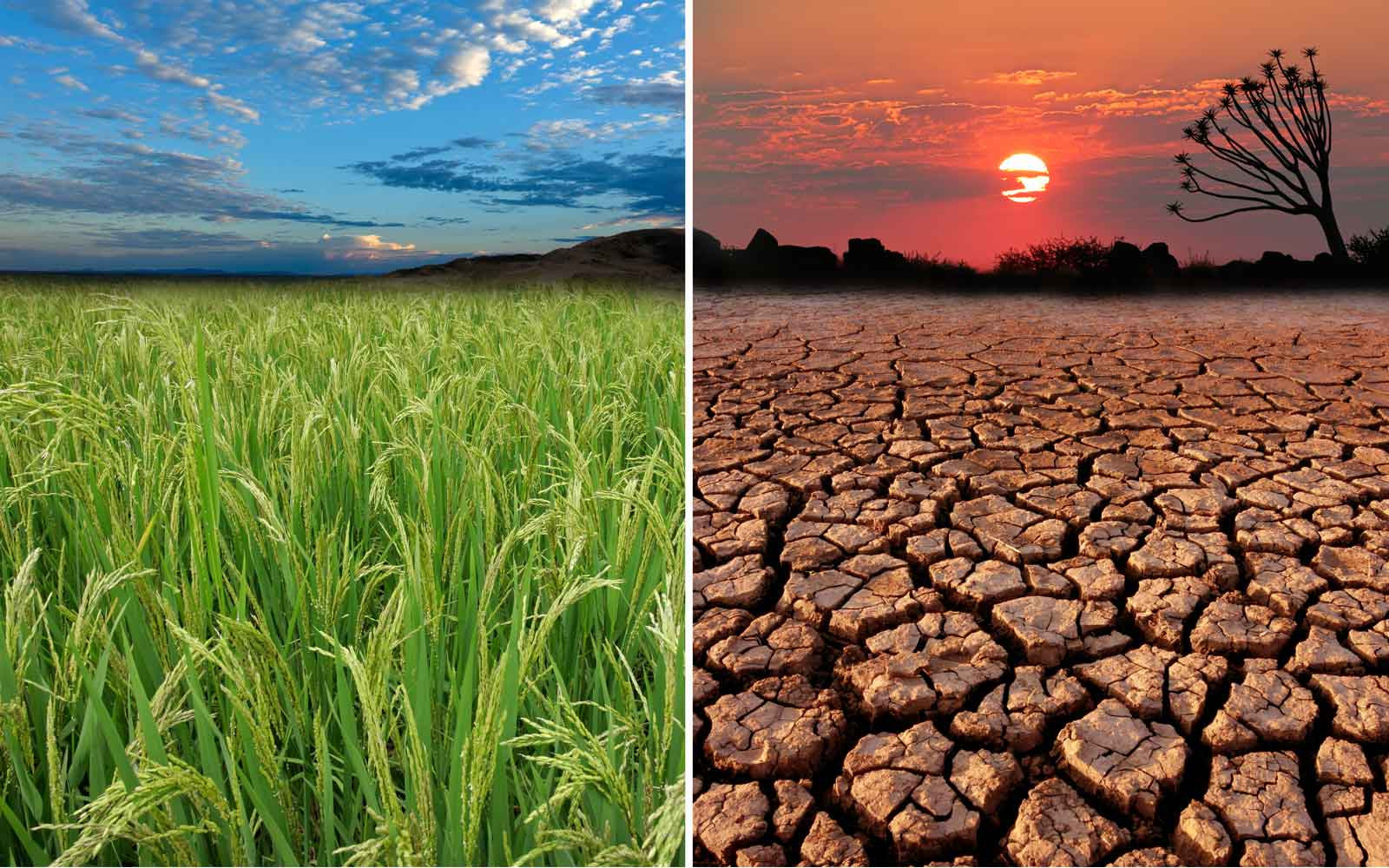 Global Food Shortages? Learn More this World Day to Combat Desertification (June 17)