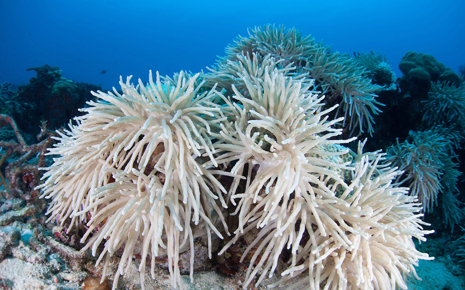 Facts We Should Know About Coral Bleaching