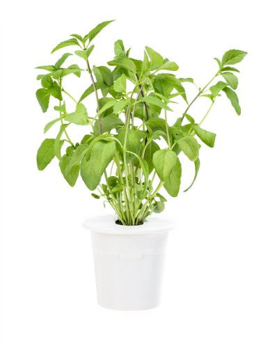Click & Grow Thai Basil Refill for Smart Herb Garden 3-Pack - EarthCitizen
 - 1
