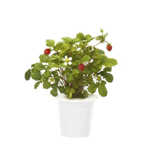 Click & Grow Wild Strawberry Refill 3-Pack for Smart Herb Garden - EarthCitizen
 - 1