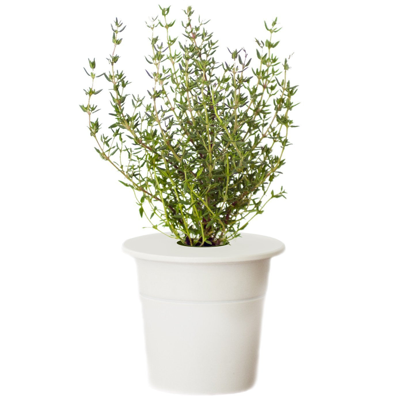 Click & Grow Smart Herb Garden Thyme Refill Cartridge - EarthCitizen
 - 1