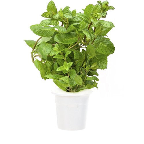 Click & Grow Peppermint Refill 3-Pack for Smart Herb Garden - EarthCitizen
 - 1