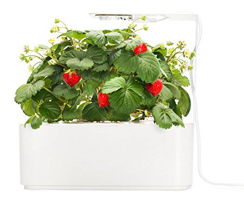 Click & Grow Smartpot Strawberry Indoor Grow Kit with LED Grow Light - EarthCitizen
 - 2