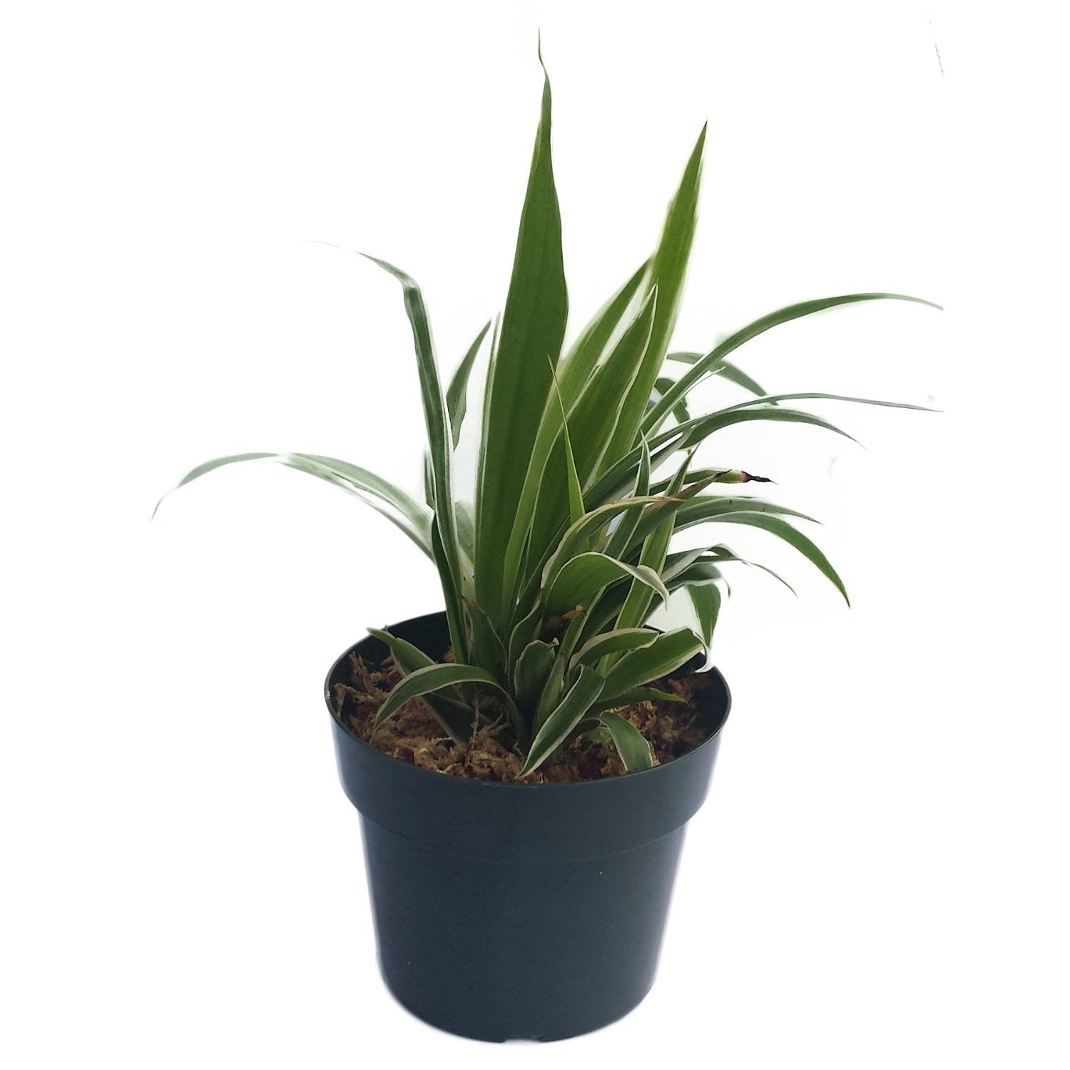 50 Plant Pots - 4 Inch - EarthCitizen
 - 2
