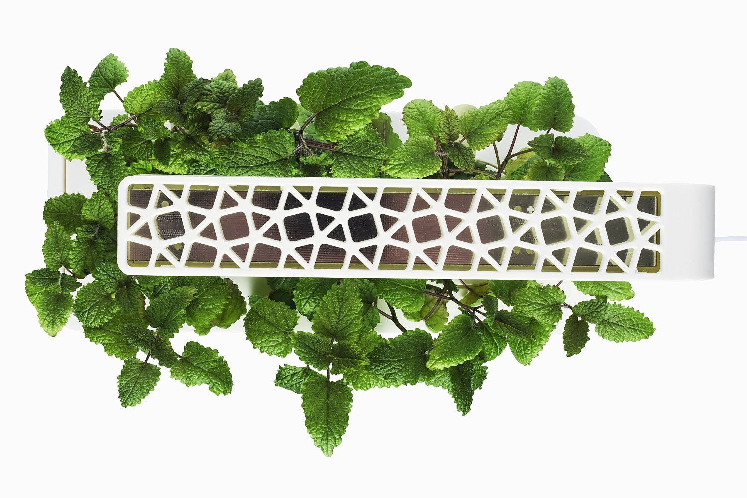 Click & Grow Indoor Smart Herb Garden with 3 Basil Cartridges, White Lid - EarthCitizen
 - 2