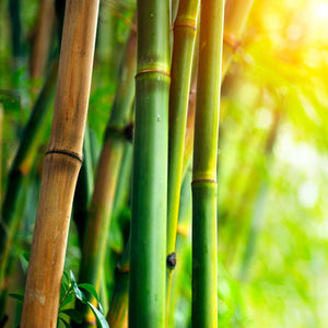 #GrowFood - All Natural - Bamboo / Cotton Raw Tank Top - Women's